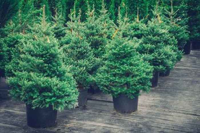 Never put your Christmas tree in soil or sand – do this instead