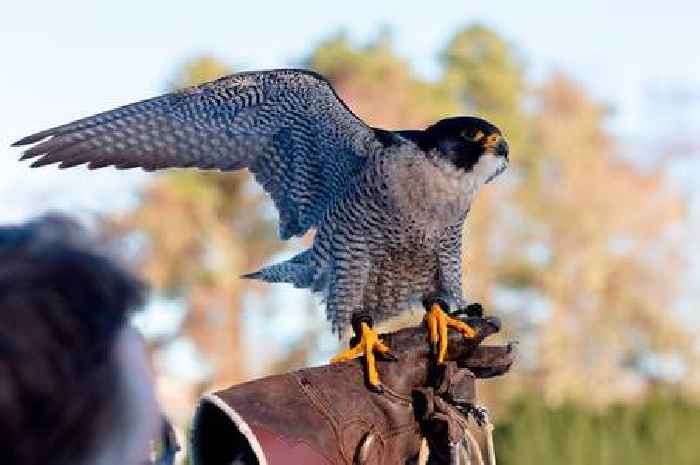 Peregrine falcon settles into life at Perthshire five-star hotel