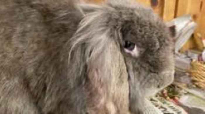 Abandoned rabbits nursed back to full health