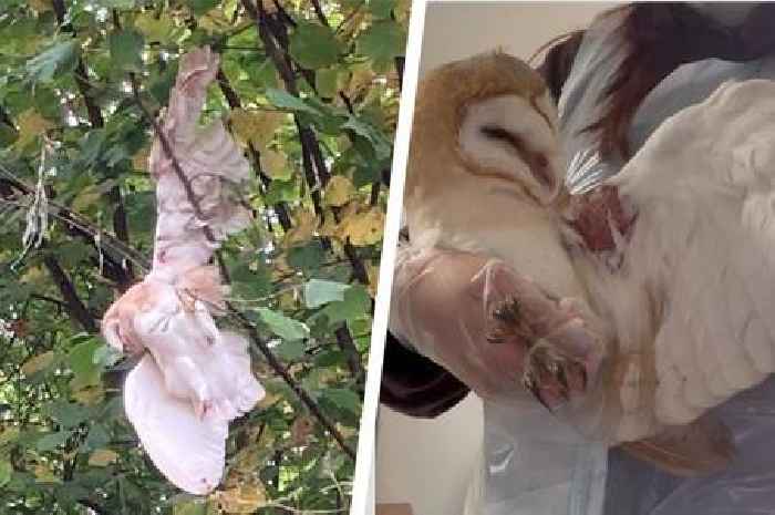 Bristol barn owl saved after kite line tangle