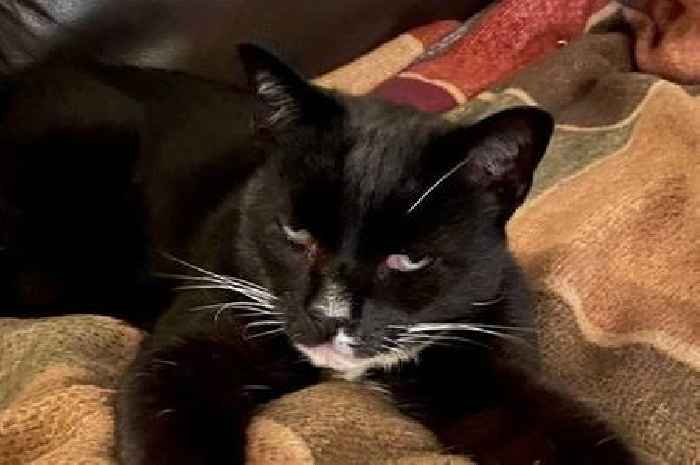 Owner of cat killed by dog left with £12K vets' bill