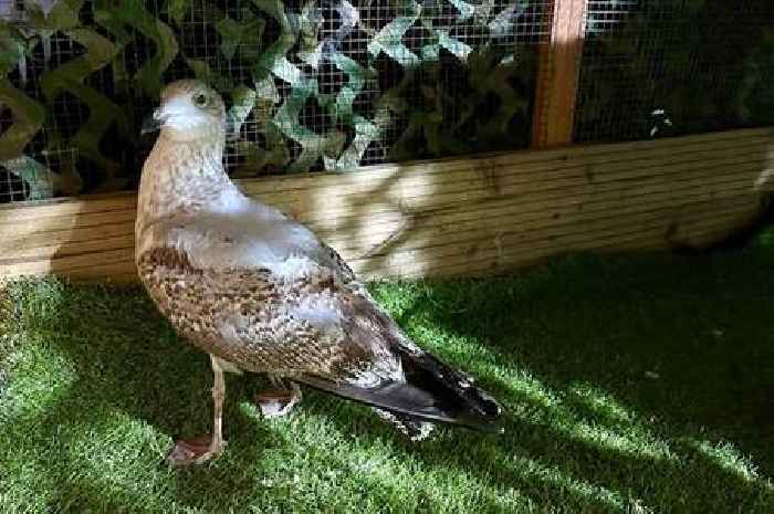 Happy ending for seagull that was rescued by fire crews after becoming trapped on side of building in Grimsby