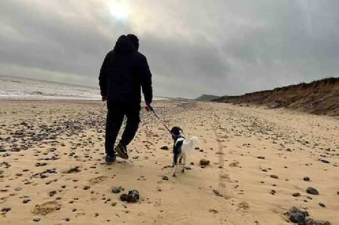 Have your say on whether dogs should be allowed on beaches all year round