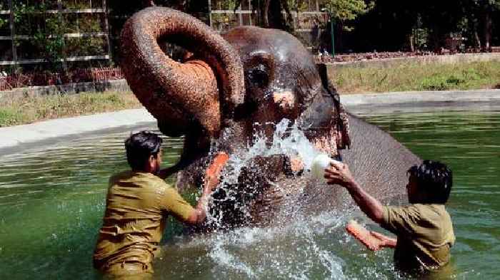 Mumbai: Byculla Zoo bids farewell to Anarkali, its last elephant