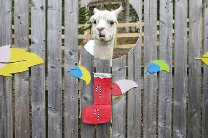 Edinburgh Zoo animals celebrate Christmas in adorable photos