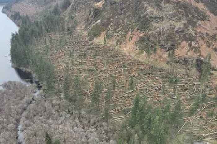 One of Wales' most beautiful lakes was hit by devastating tree fall during Storm Darragh