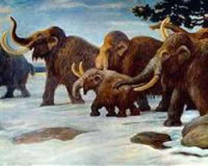 Extremely rare baby mammoth found in Siberia