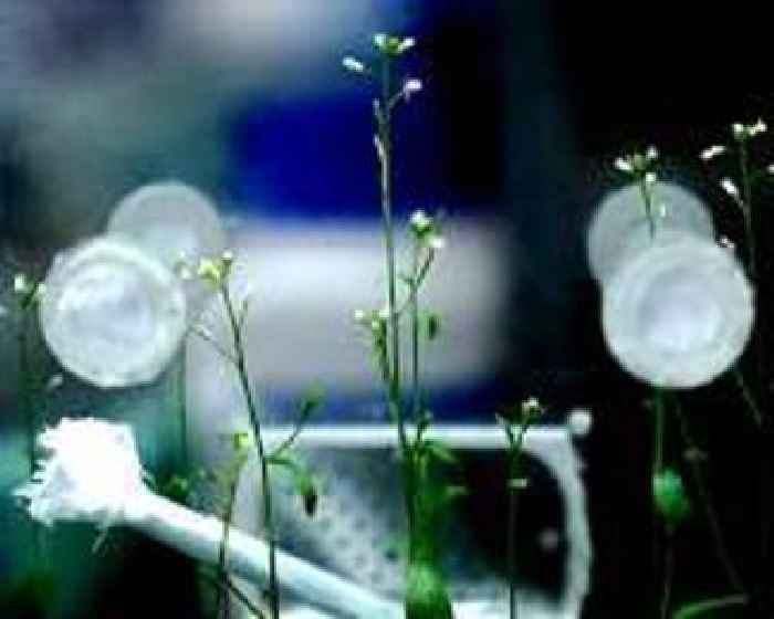 Solar-powered plasma technology boosts seed germination sustainability