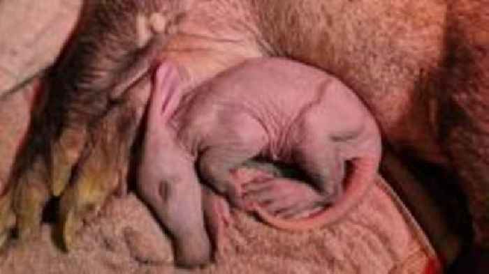 Zoo 'delighted' after aardvark birth