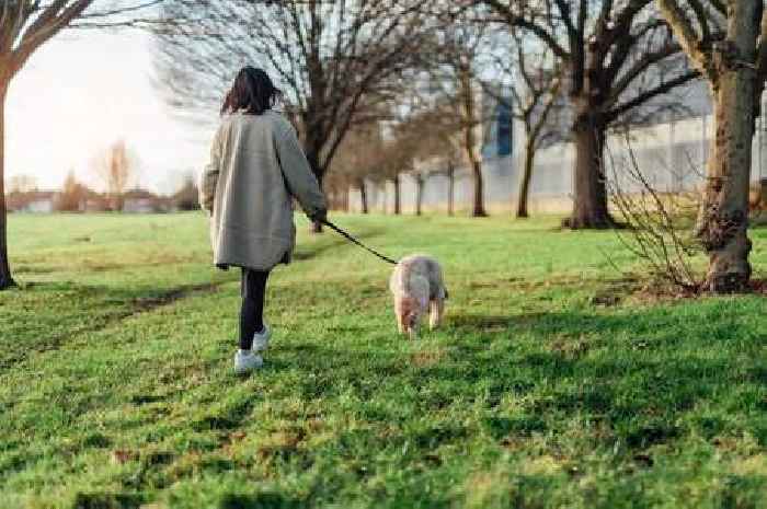 Exact amount of walking needed each day to help prevent dementia, expert claims