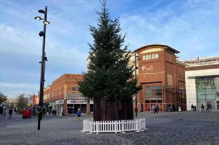 Company donates Christmas tree to Southend due to its own 'looking close to death'