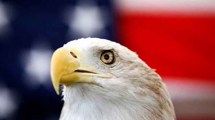 Biden signs bill officially making the bald eagle the national bird of the US 