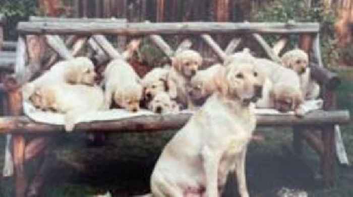 The town where guide dog puppies learn their job