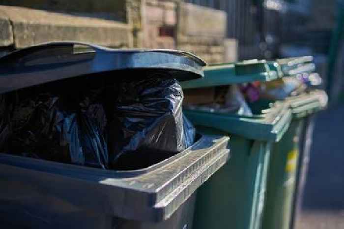 How to keep rats away from your bins this Christmas