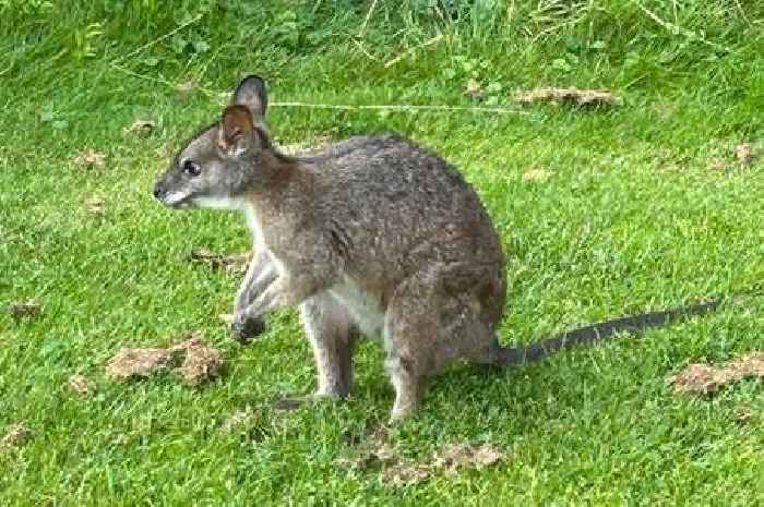 Is a wallaby colony forming in Nottinghamshire? Experts hint that could happen as sightings reported