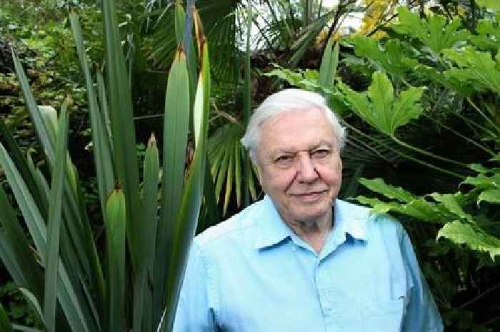 Sir David Attenborough cuts common food from diet amid diabetes concerns