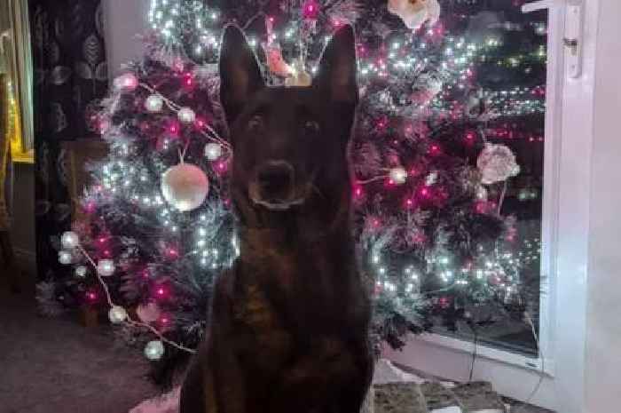 Crime-busting Scots police dog enjoys ninth Christmas after fears she wouldn't make it