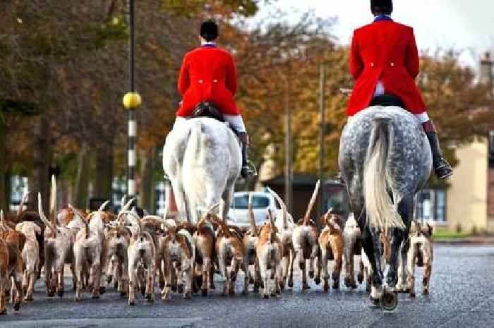 Scotland’s fox hunting ban under Boxing Day spotlight amid fears law being exploited