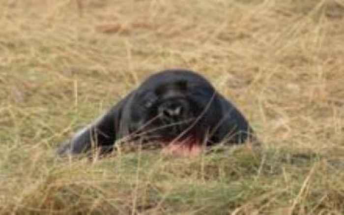 Rare black seal pups born at nature reserve