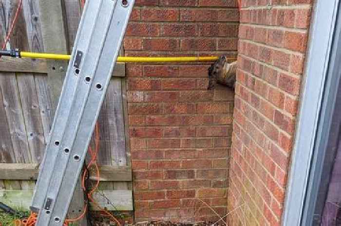 Deer trapped between walls in Louth among RSPCA's most dramatic rescues of 2024