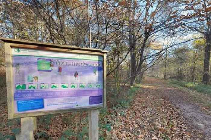 The Cambridgeshire woodland where RAF airmen lived during WW2 with building ruins visible