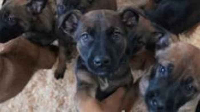 The puppies trained to save wildlife in Africa