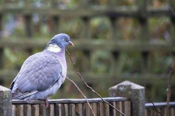 Winter warning issued to people with pigeons in their gardens