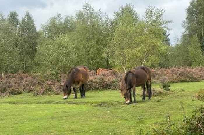 ‘Don’t feed them – it could kill them’ warning at Birmingham beauty spot