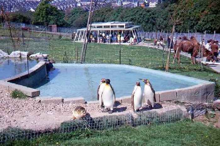 Inside Devon's long forgotten zoo where you could pet lion cubs