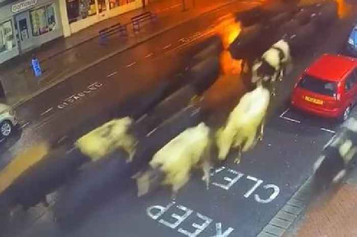 The Saturday night when 85 cows thundered through a Somerset town