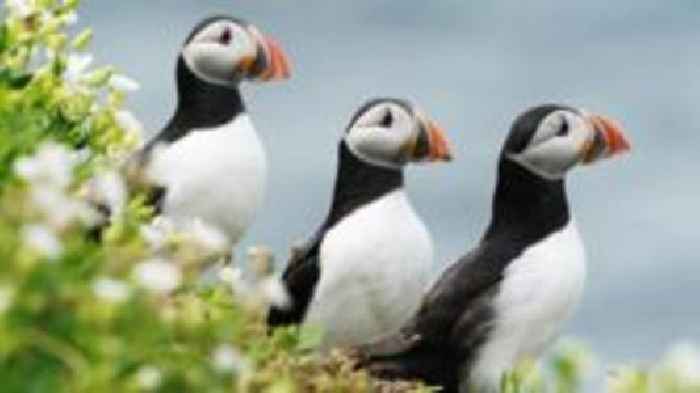 Alderney Puffin nests almost trebled since 2005