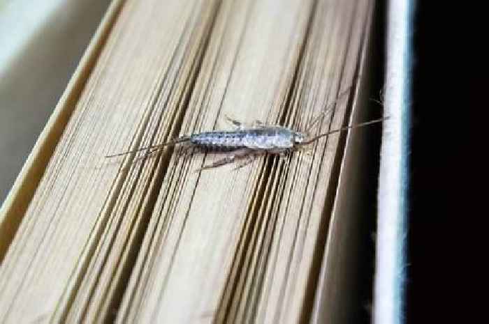 Brits asked to learn silverfish warning signs as 