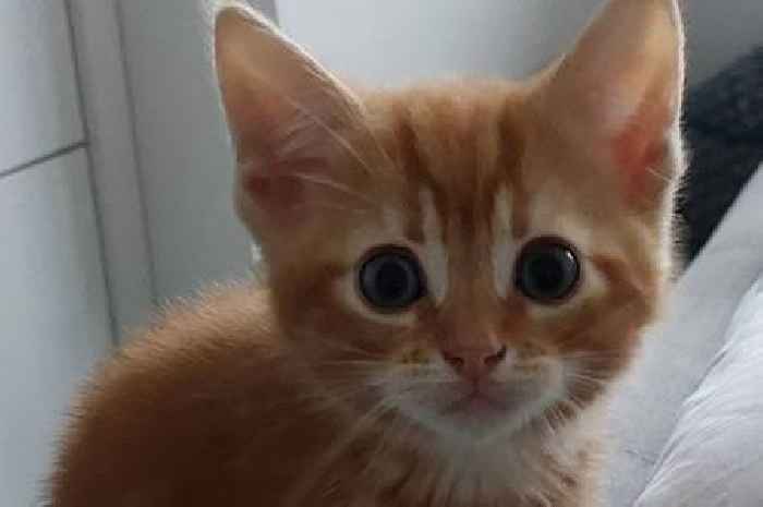 Meet Surrey's cutest cats as voted for by SurreyLive readers