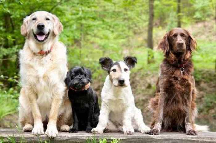 'I'm a dog trainer – here are my three favourite breeds, including king of canines'