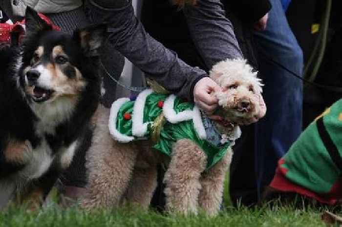 Dog trainer chooses 'king of all dog breeds' that make perfect companions