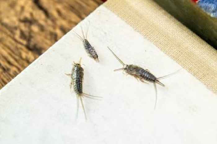 Brits asked to learn silverfish warning signs as 