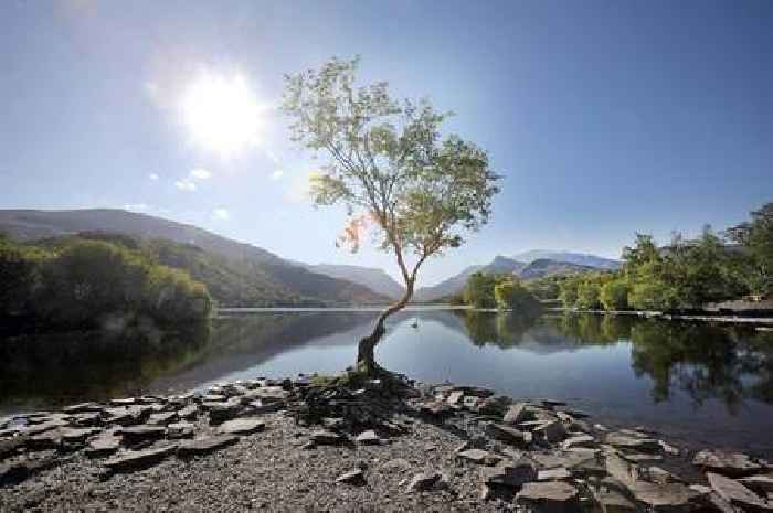 The tragic fate that awaits Wales' best known tree