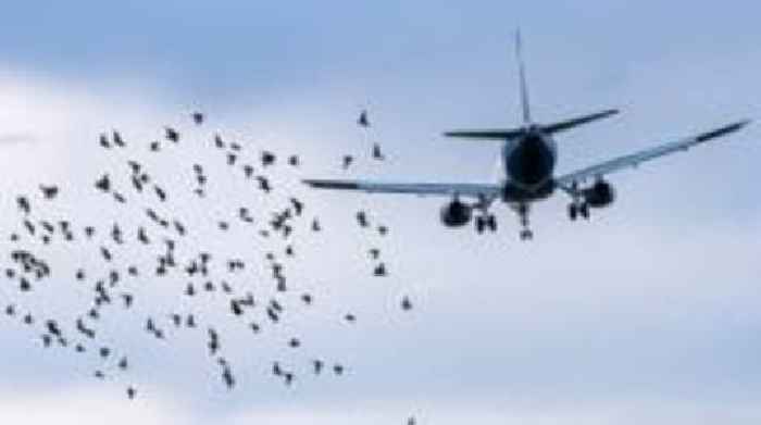 Could a bird strike be the cause?