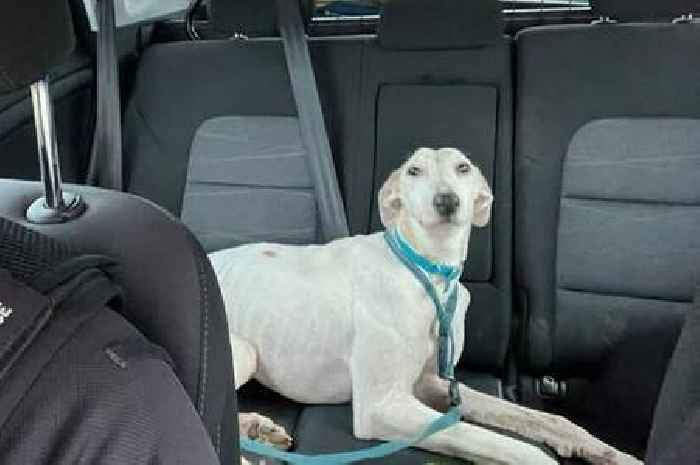 Suspected hare coursers evade Leicestershire Police - but leave behind dog