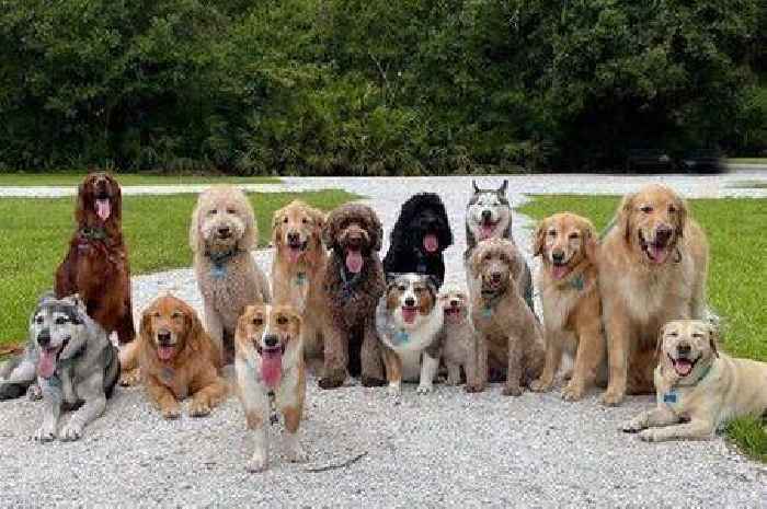 Professional dog trainer names 'king of all dog breeds' he loves working with