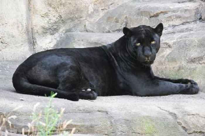 Top three videos of 'big cats' seen in Gloucestershire