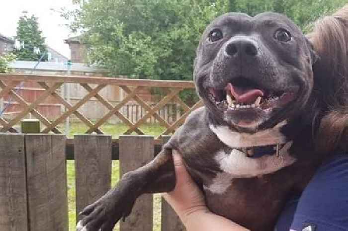 Council house tenant devastated after death of Staffy living in 'mouldy' flat