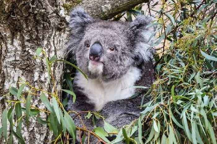 Koala extinction fear as chlamydia epidemic kills thousands