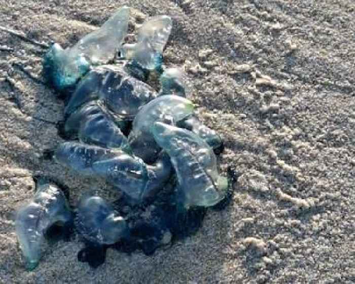 News24 | Sting operation: Eastern Cape beaches shut after visitors stung by bluebottles along shore