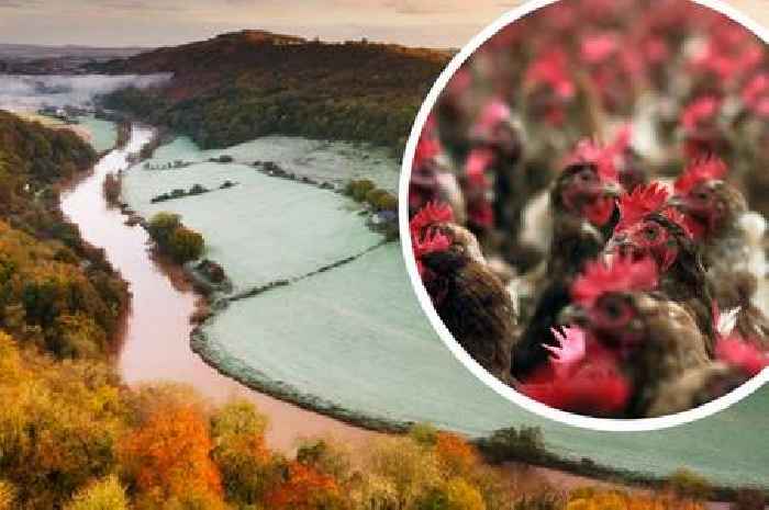 Fears Severn and Wye are 'becoming open sewers' prompt council to write to authority over new chicken farms