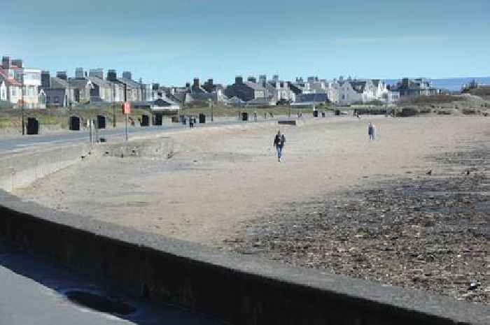 Dead cows wash up on Ayrshire beach as warning flashed to public