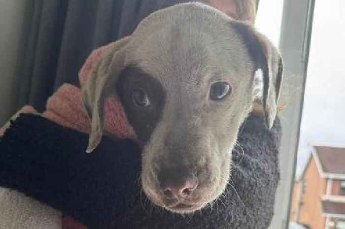 Puppy dies after being abandoned in Welsh village day after three dogs found dead