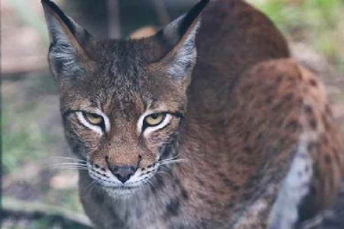 'I know what I saw' Eight 'big cat' sightings of 2024 including 'panther' and 'lynx'