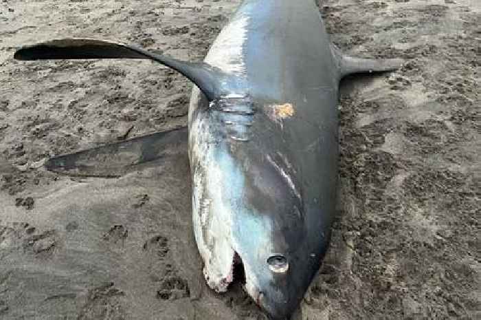 Massive shark washes up on Westcountry beach