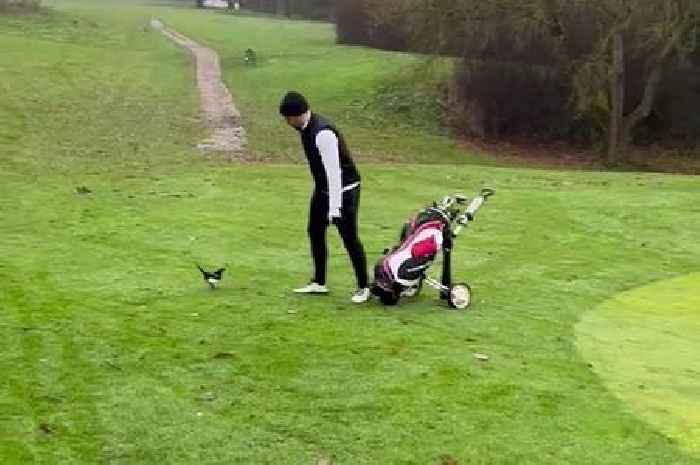 Golfer describes moment he was terrorised by cheeky magpie on Croydon golf course